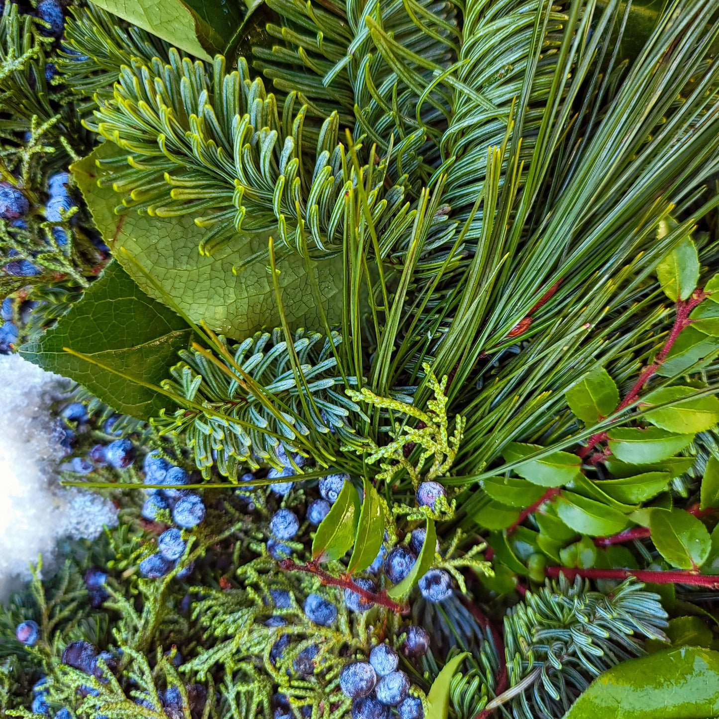 Evergreen Grandeur 26" Fresh Wreath
