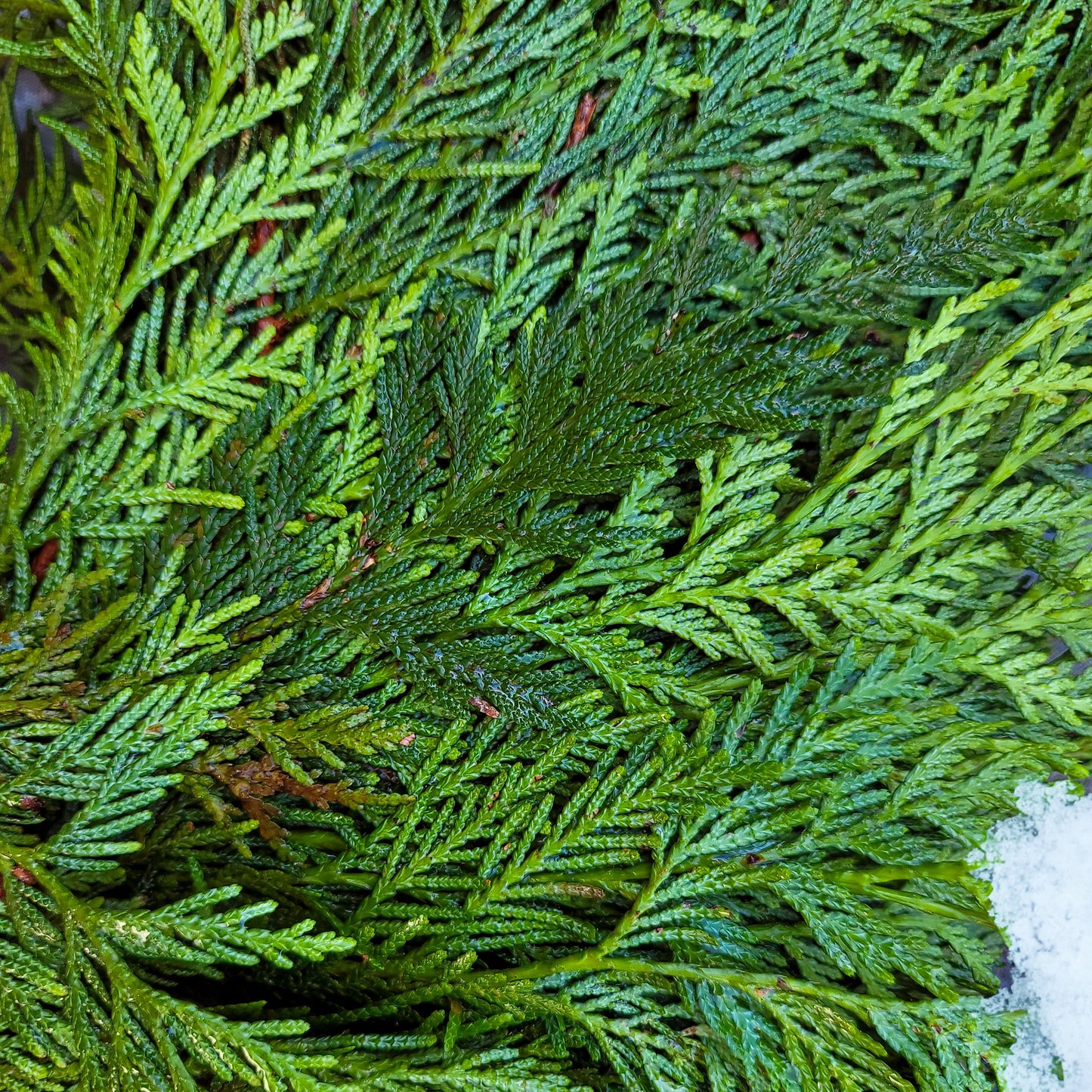 Winter Solstice 26" Fresh Cedar Wreath