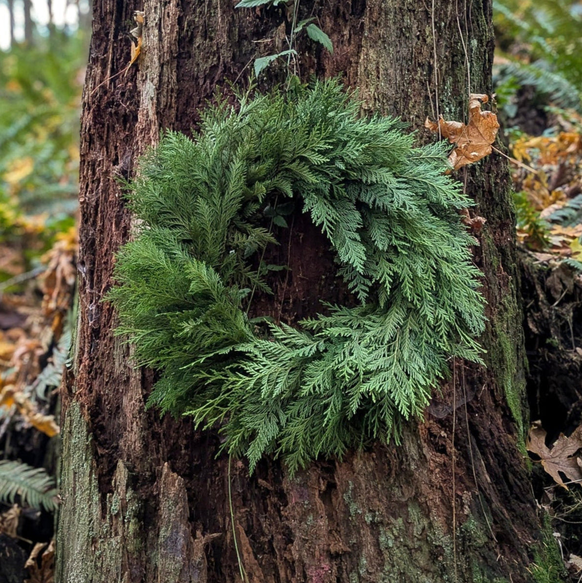 Winter Solstice 26" Fresh Cedar Wreath