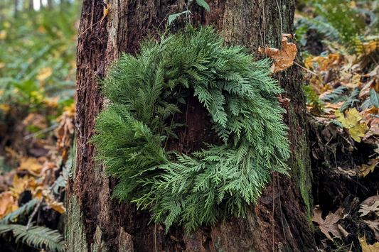 Gifting Green: Why Eco-Friendly Gifts Matter this Holiday Season