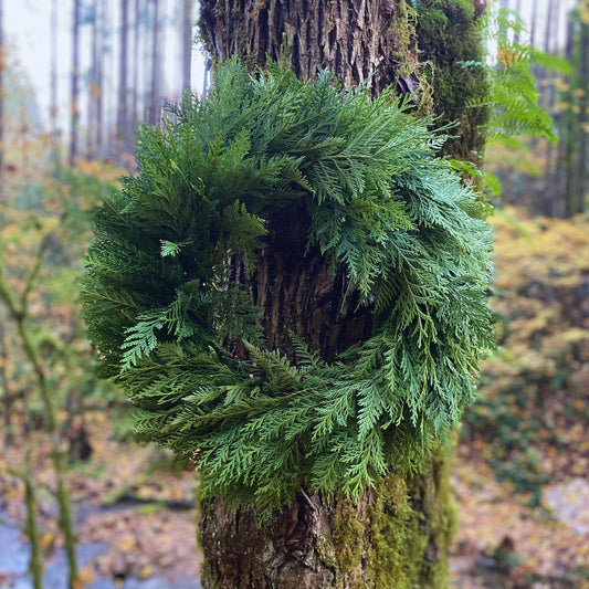 Winter Solstice 26" Fresh Cedar Wreath