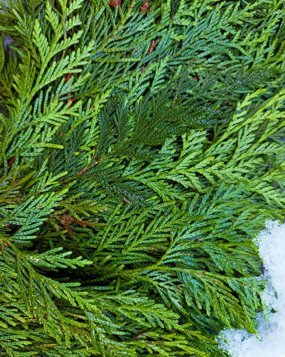 Winter Solstice 26" Fresh Cedar Wreath