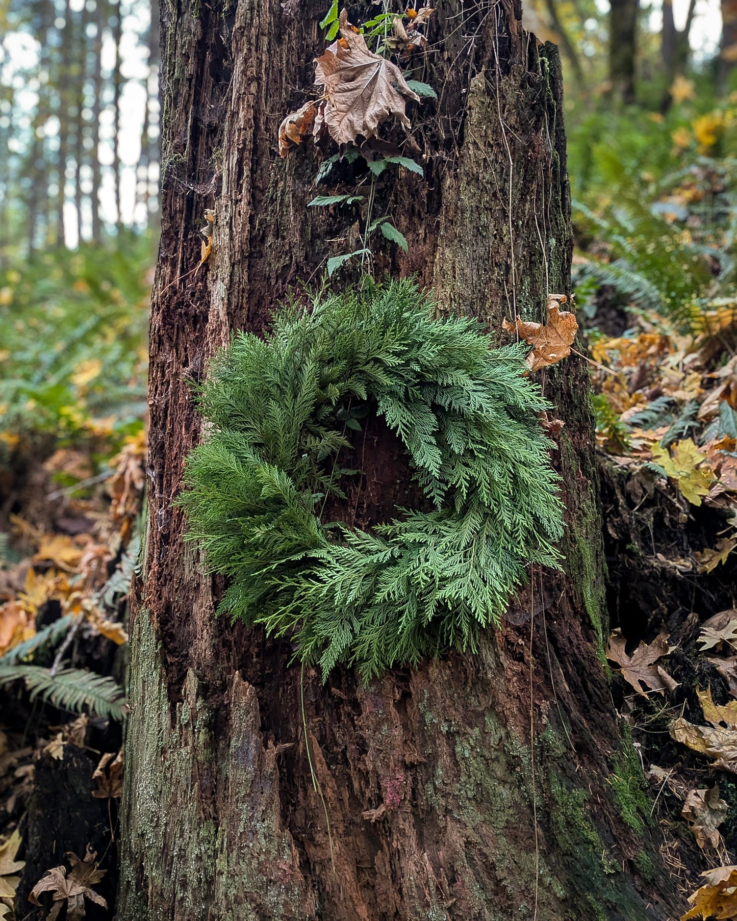 Winter Solstice 26" Fresh Cedar Wreath